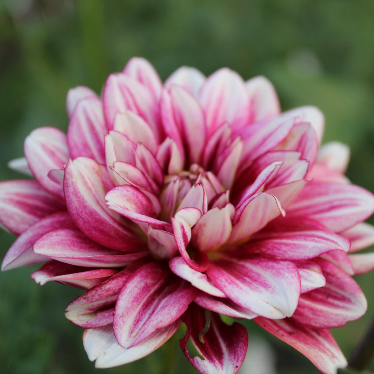 Hemisphere - Freese Flower Farm