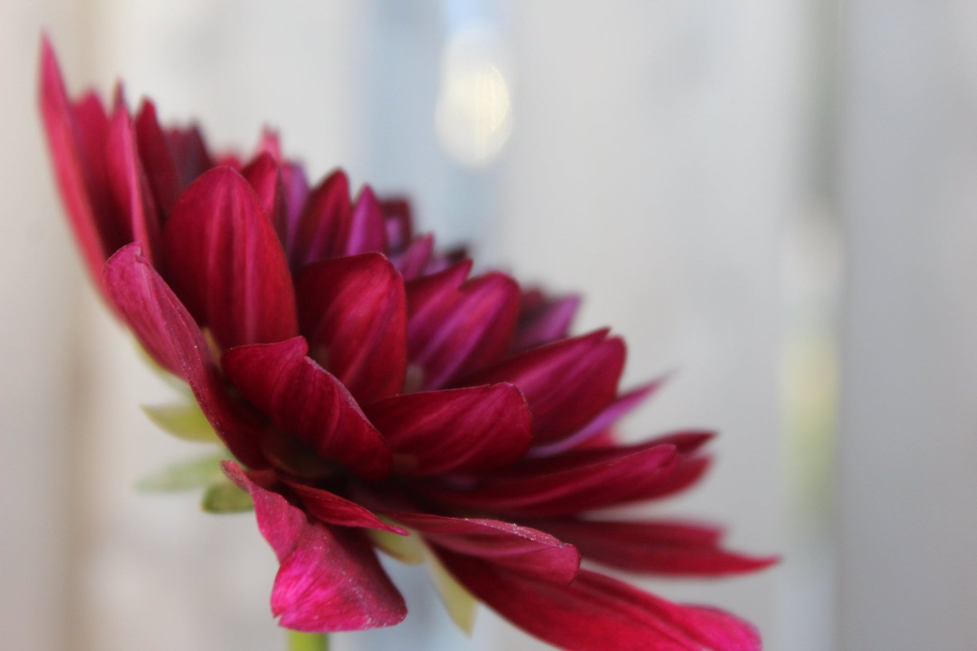 Holly Hill Black Widow - Freese Flower Farm