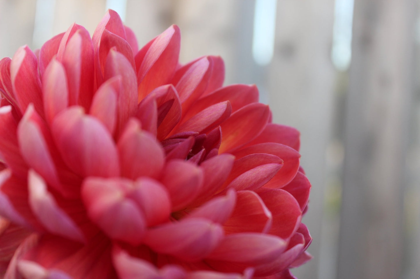 Holly Hill Daydream - Freese Flower Farm