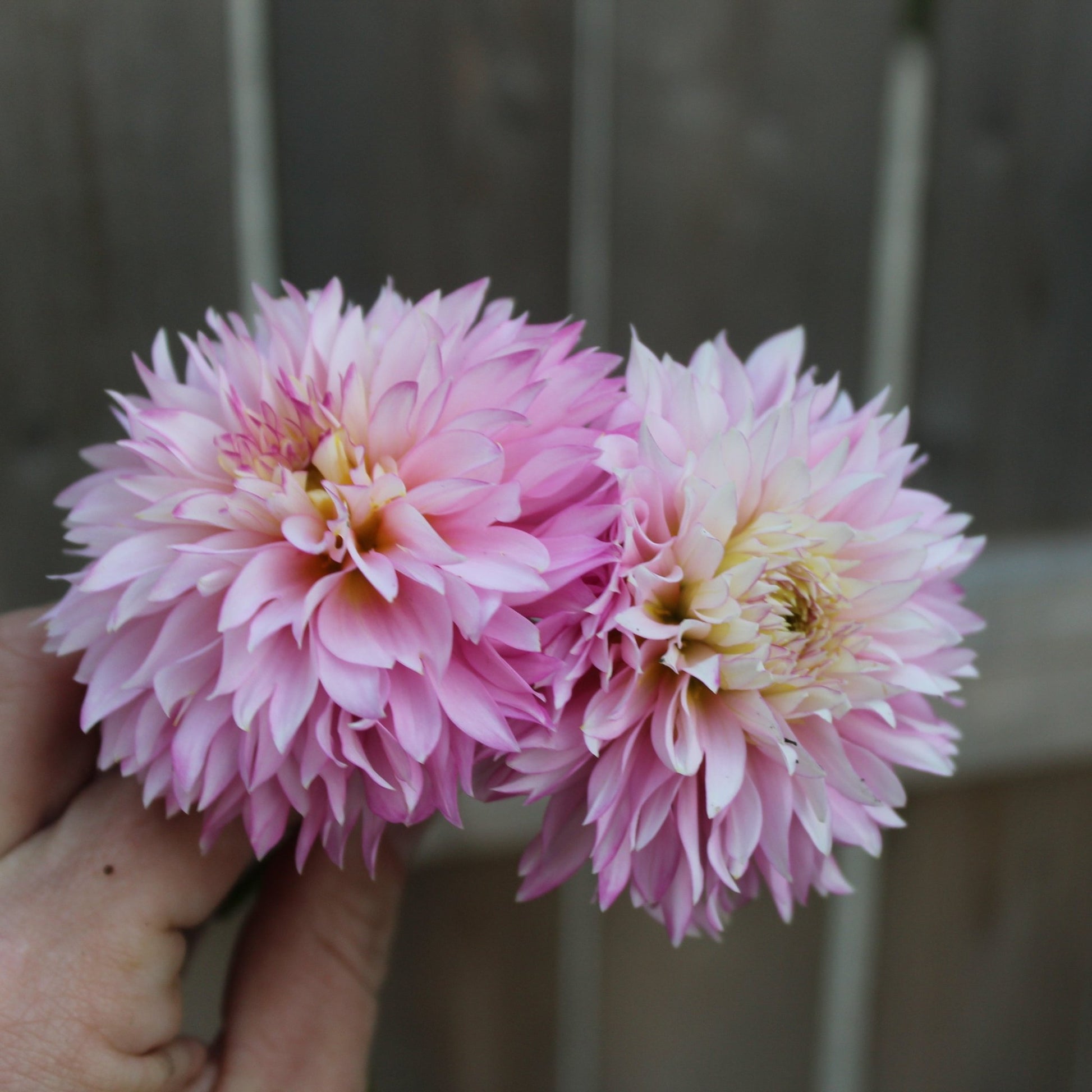 Holly Hill Pinkie - Freese Flower Farm