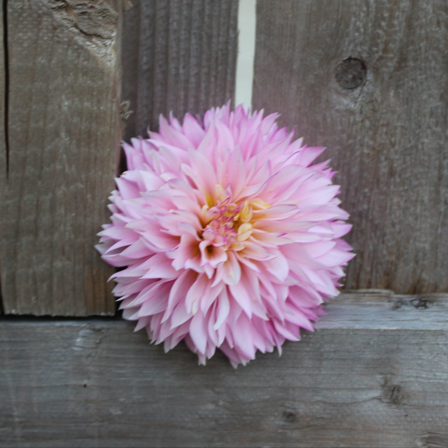 Holly Hill Pinkie - Freese Flower Farm