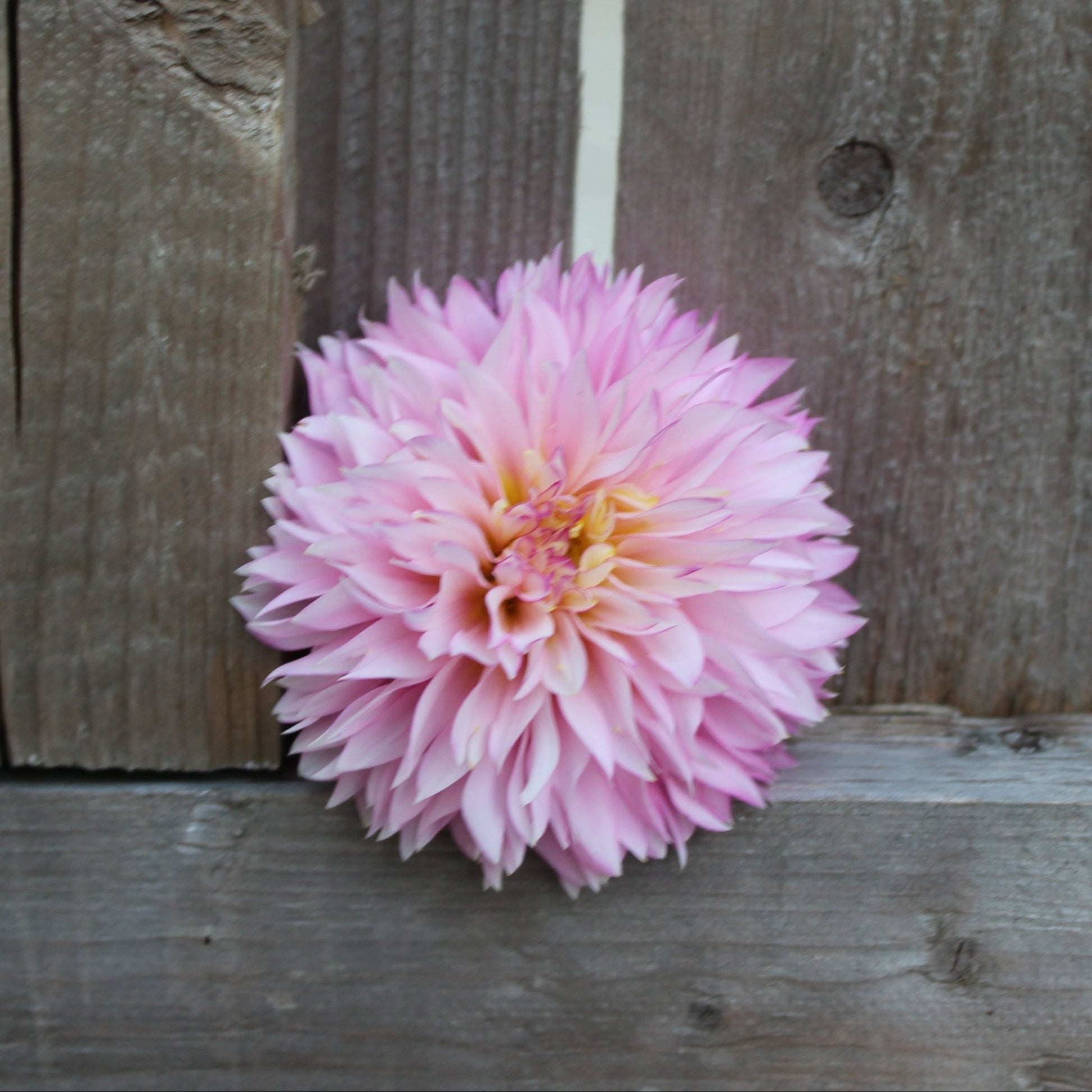 Holly Hill Pinkie - Freese Flower Farm