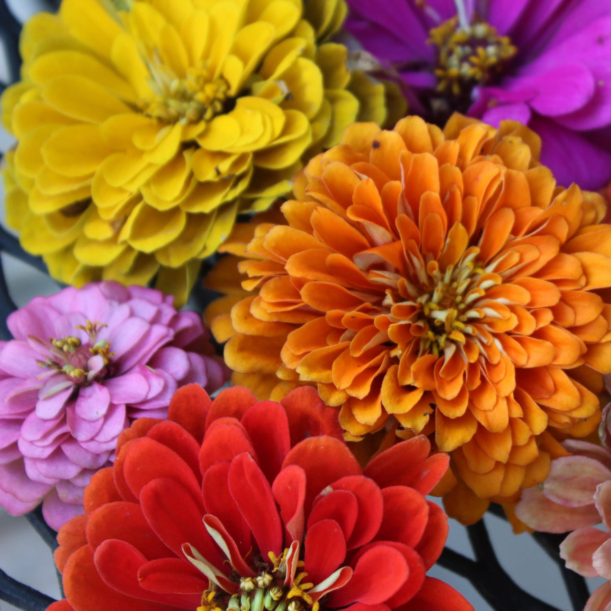 Zinnias, Giant Rainbow Blend - Freese Flower Farm