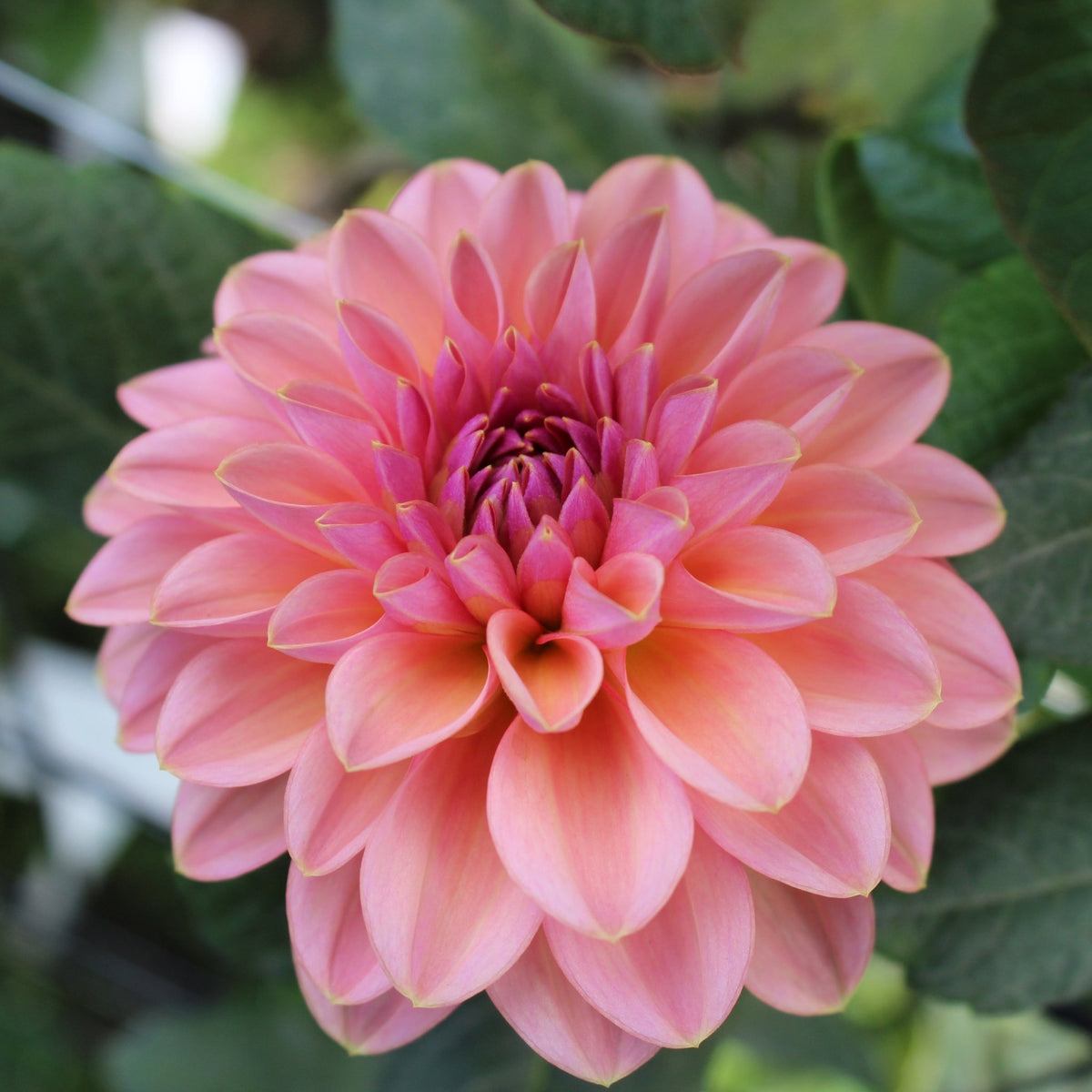 Rosa Pantera - Freese Flower Farm