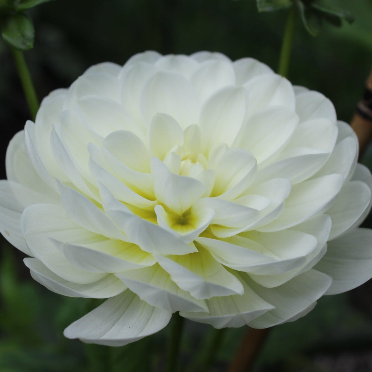 Sandia Isa - Freese Flower Farm