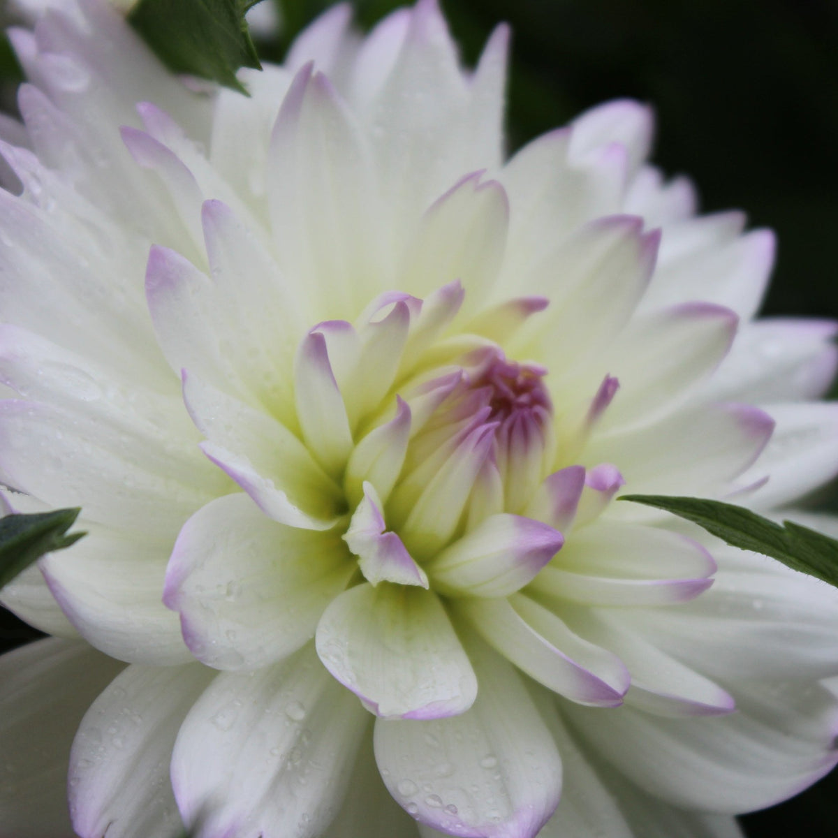 Henk's Ballerina - Freese Flower Farm