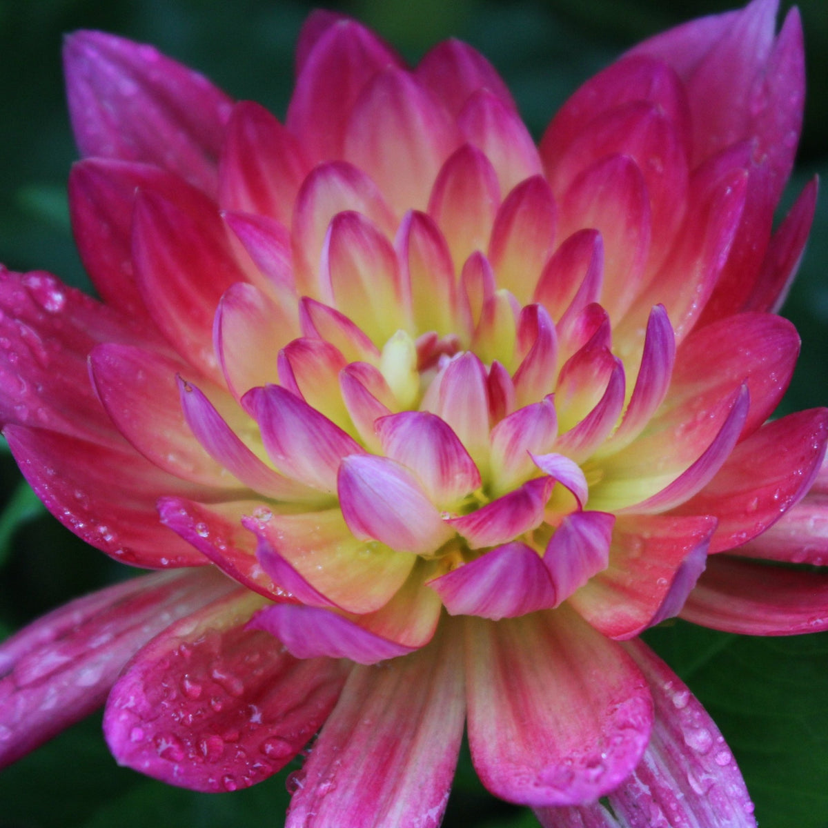 Kilburn Glo - Freese Flower Farm
