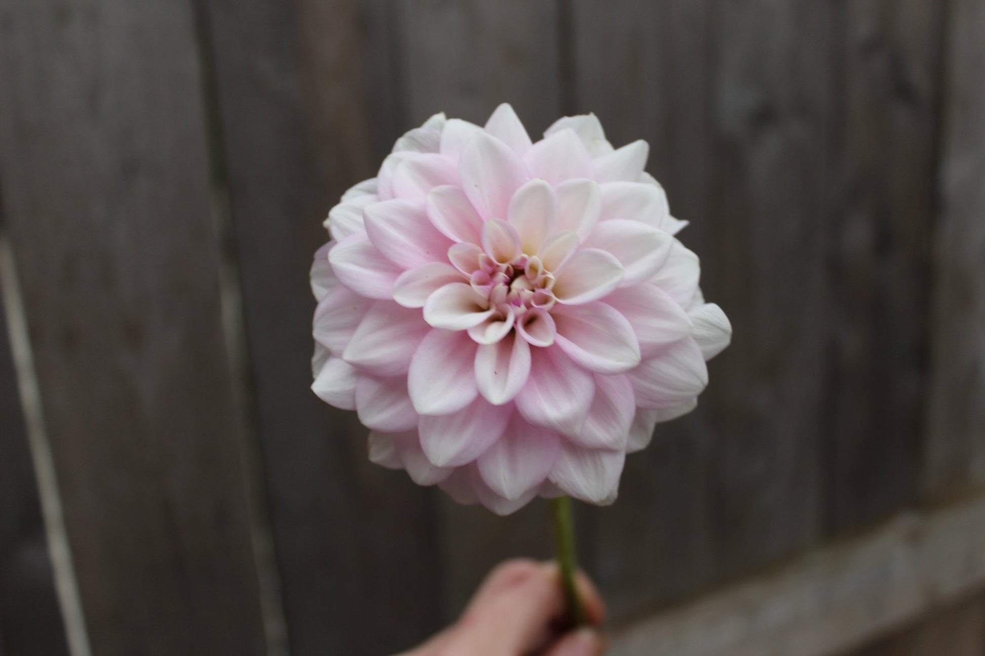 CT Jae Renae - Freese Flower Farm