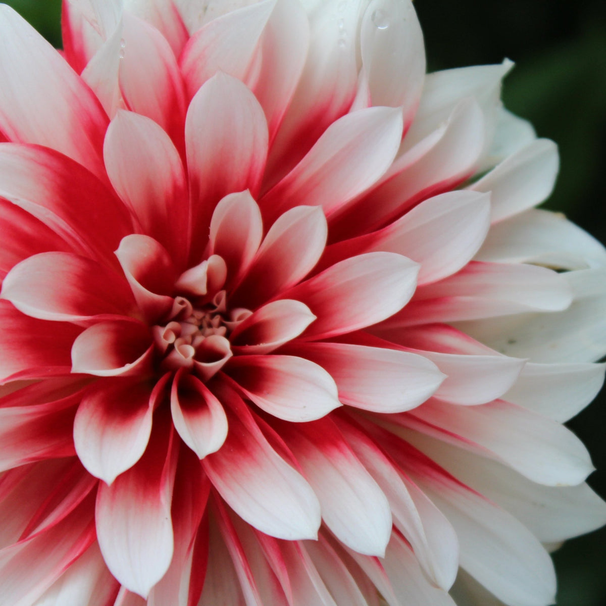 HH Snowfire - Freese Flower Farm