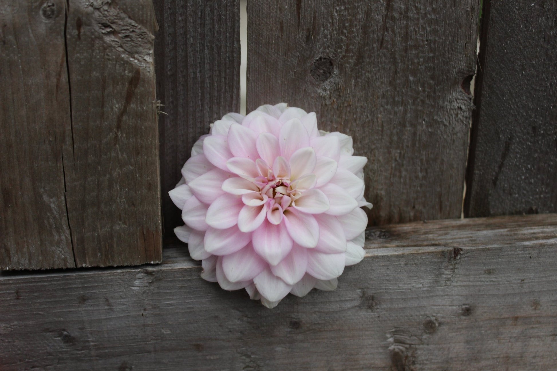 CT Jae Renae - Freese Flower Farm