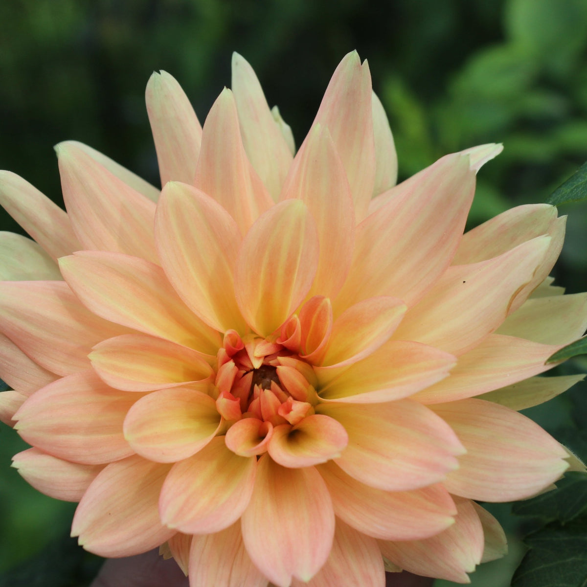Peach Delight - Freese Flower Farm