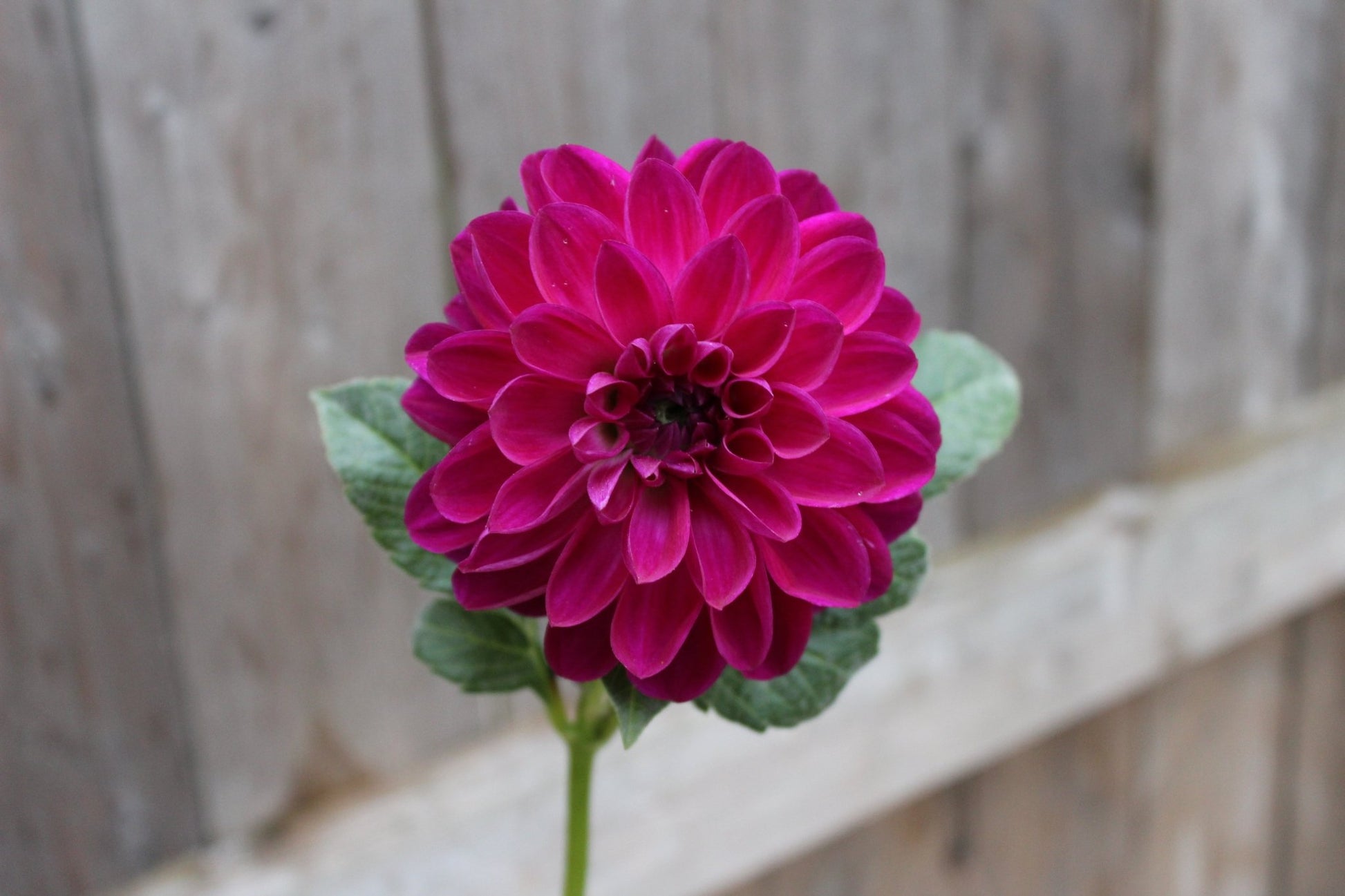 CT Sangria - Freese Flower Farm