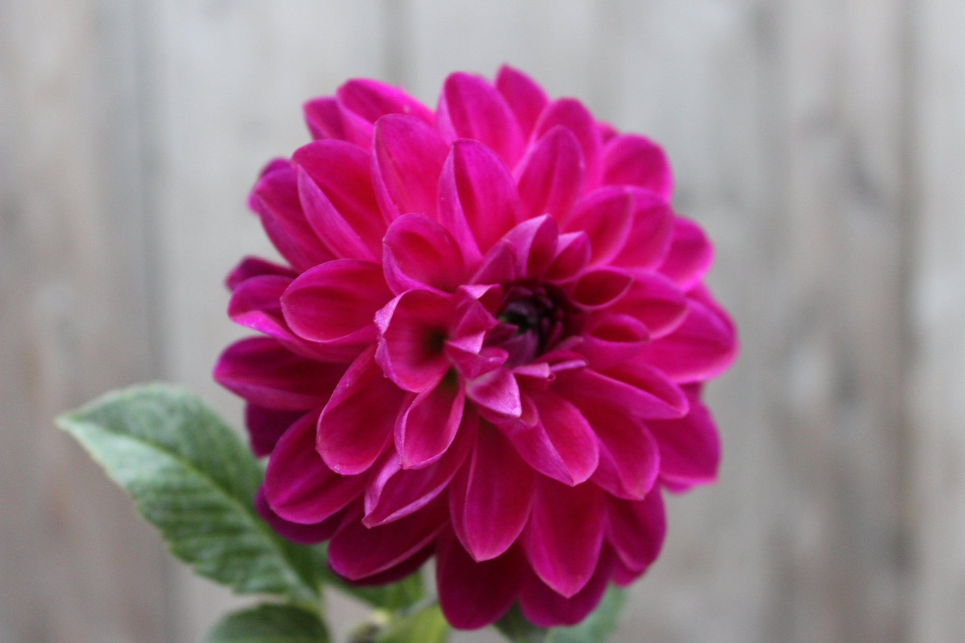 CT Sangria - Freese Flower Farm