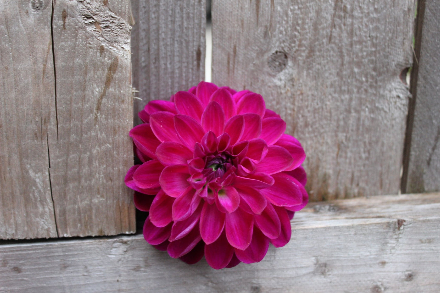 CT Sangria - Freese Flower Farm