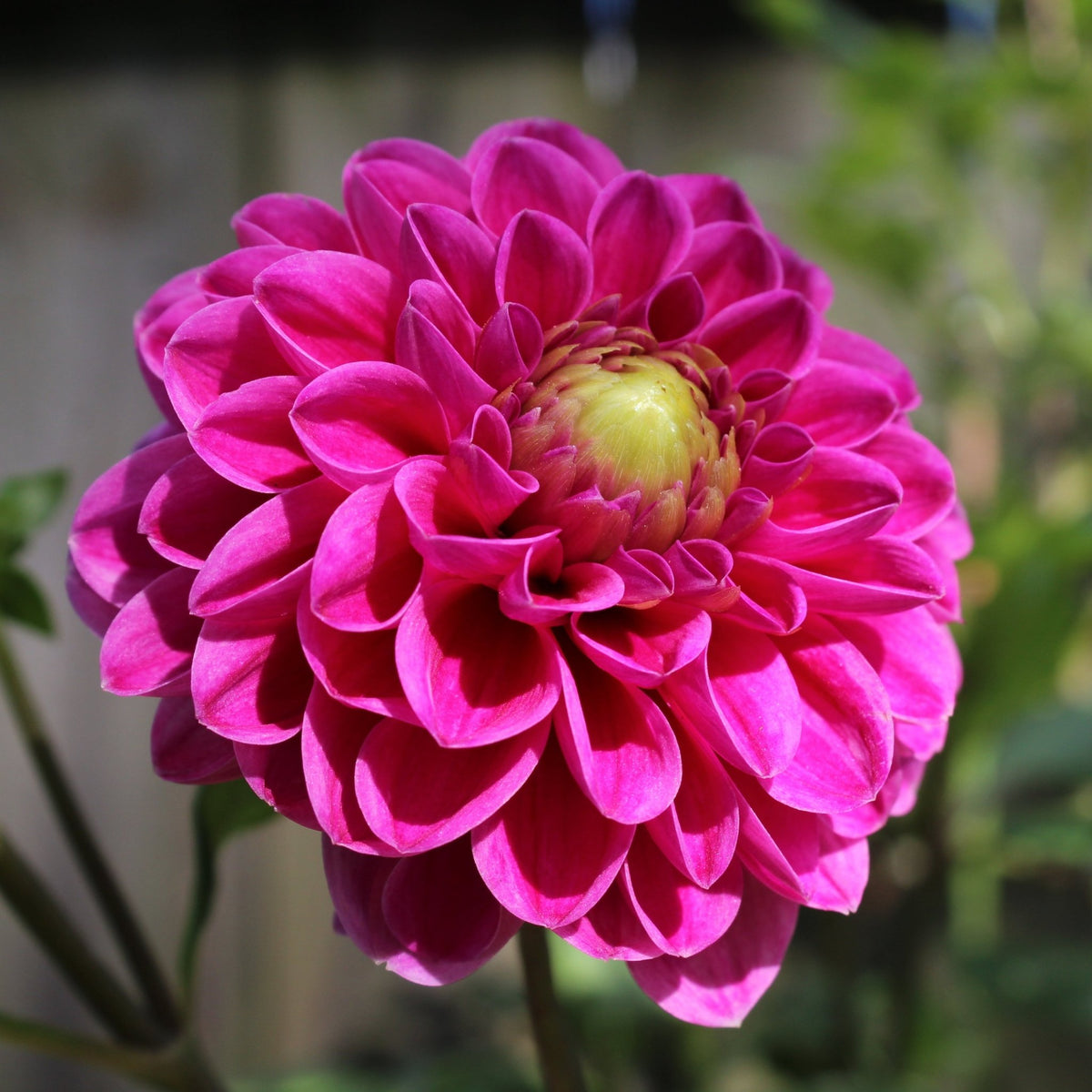 Barbary Atlantean - Freese Flower Farm