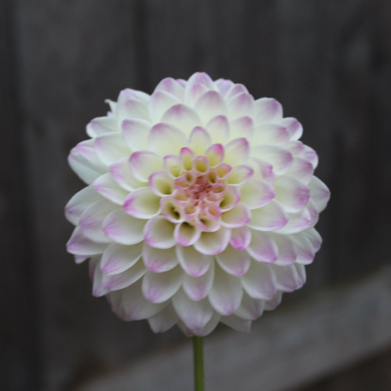 Formby Art - Freese Flower Farm