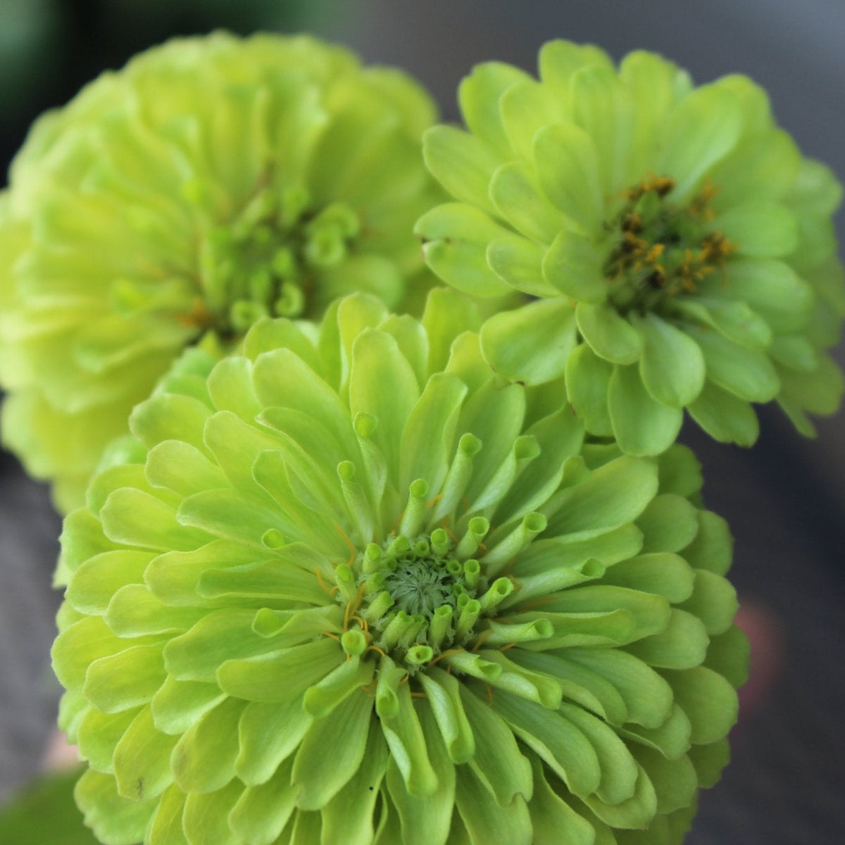Zinnias, Lime - Freese Flower Farm