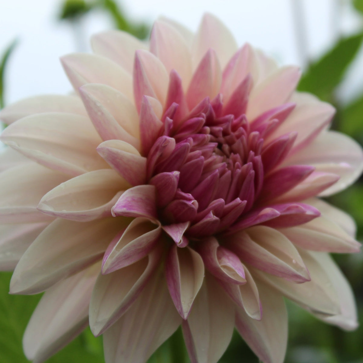 KA's Penny Lane - Freese Flower Farm