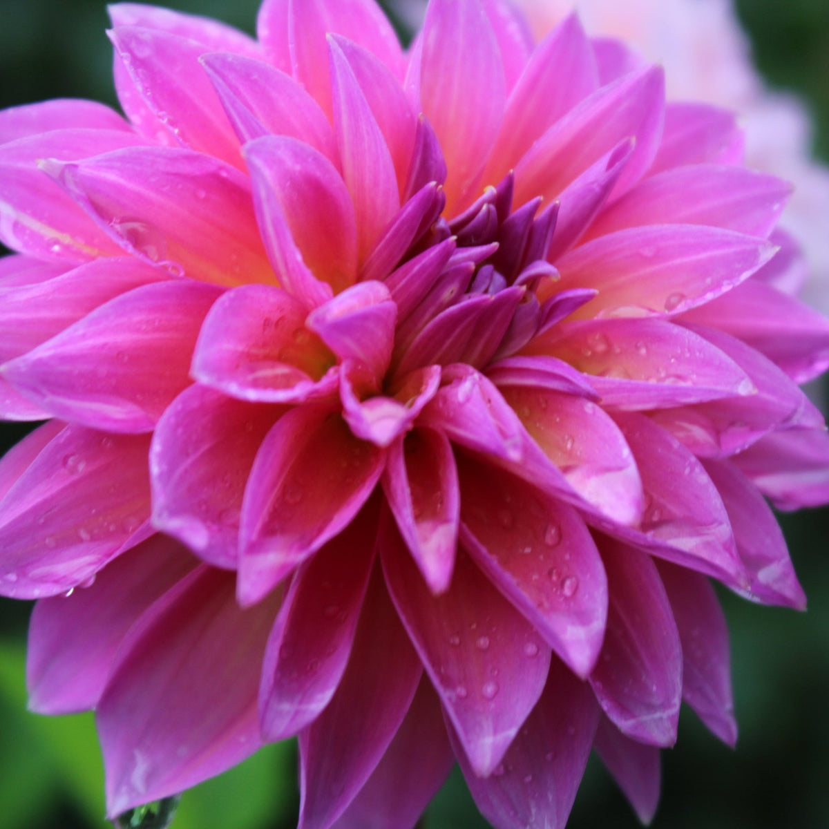 RM Mermaid - Freese Flower Farm
