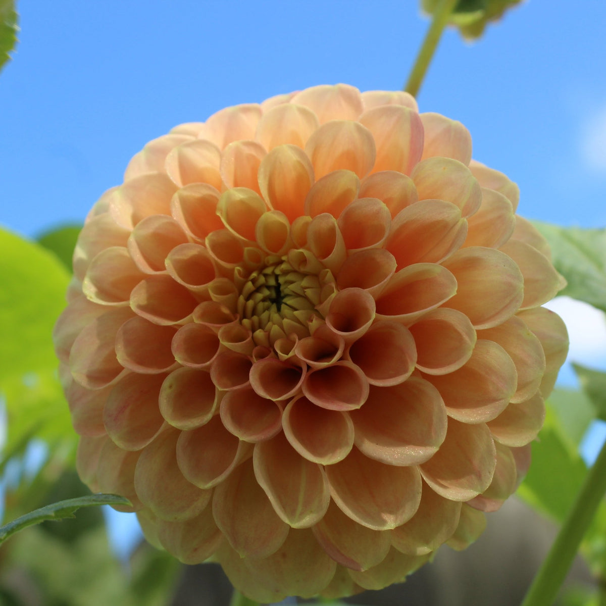 Snoho Dorris - Freese Flower Farm