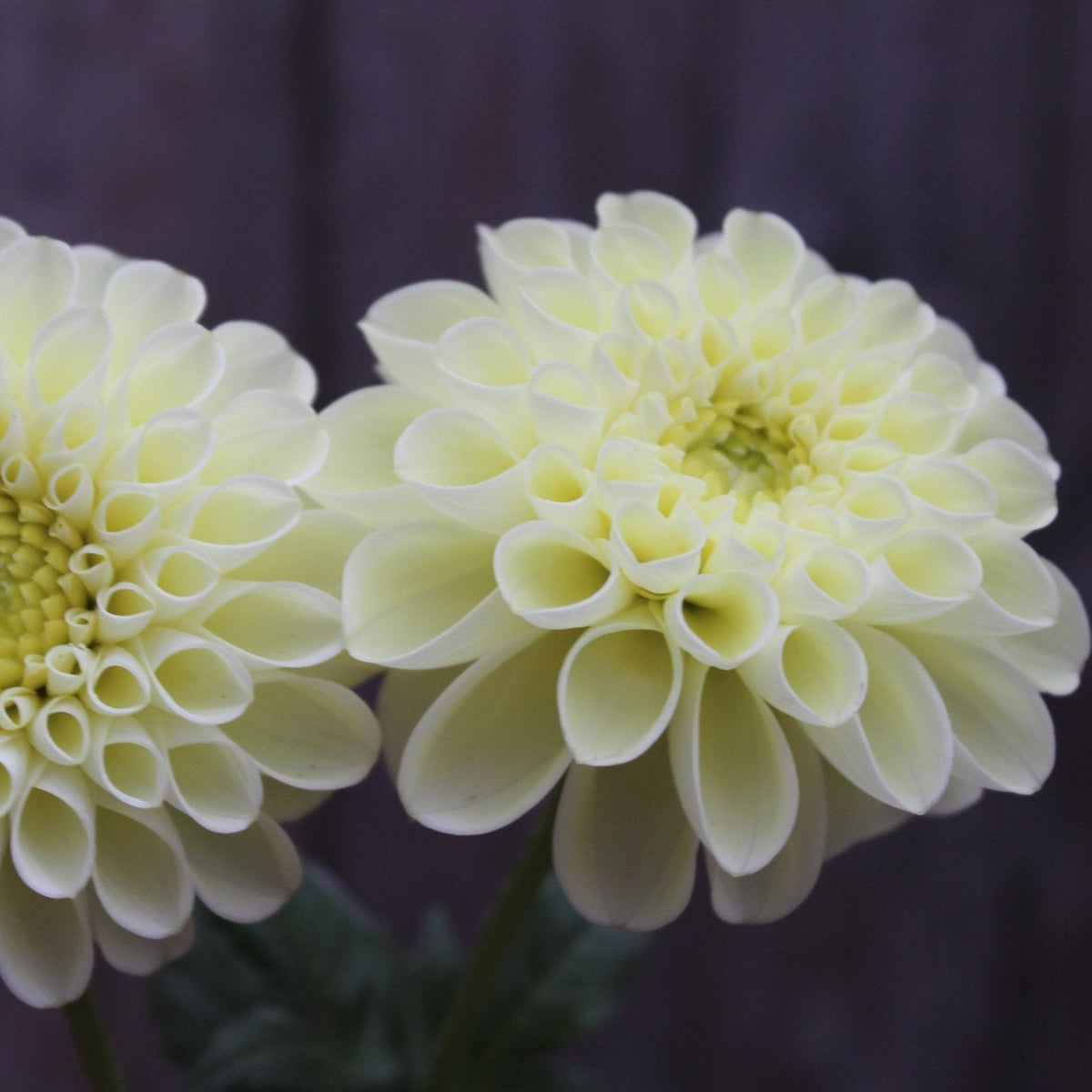 MM Buttercream - Freese Flower Farm