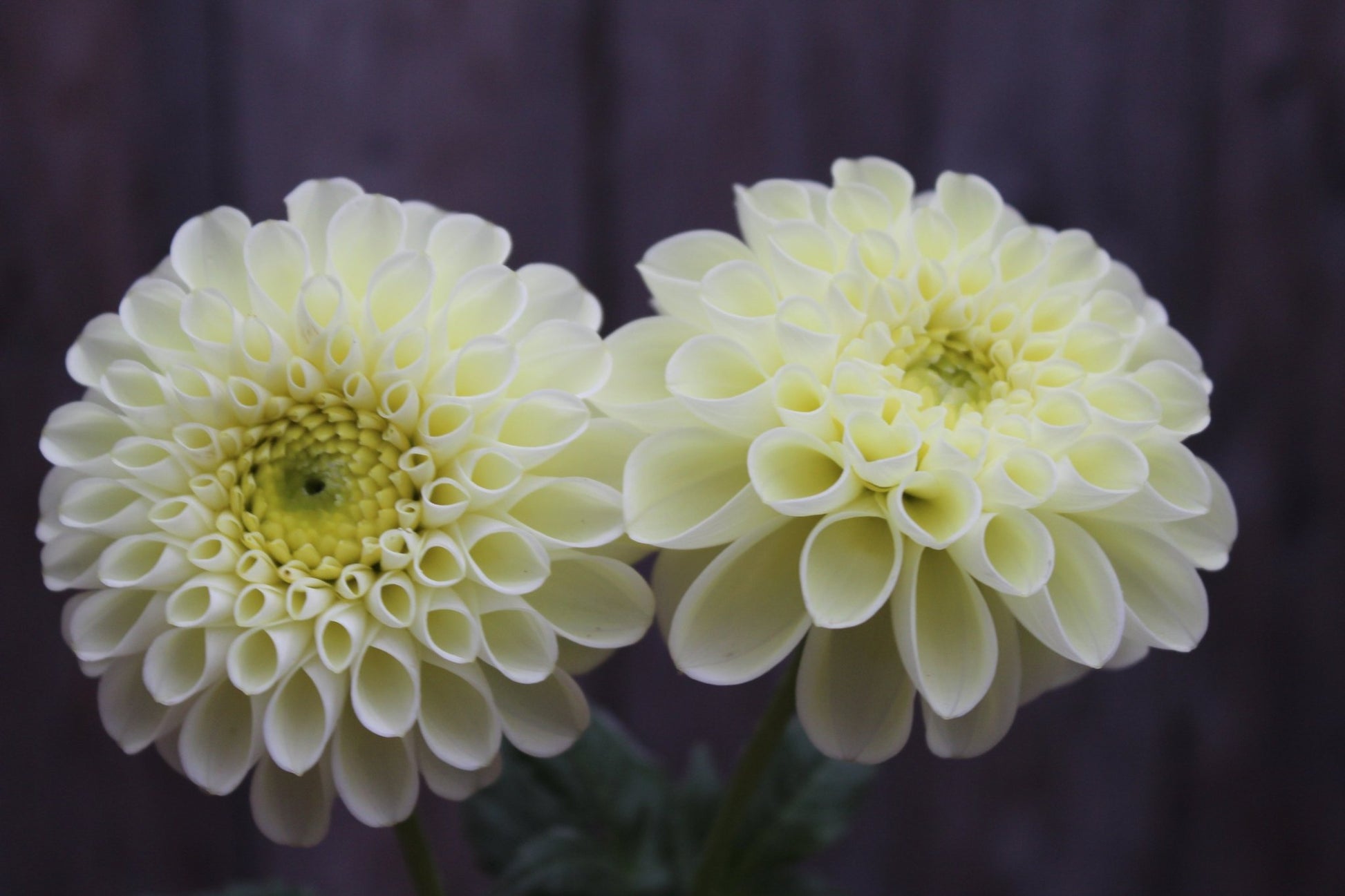 MM Buttercream - Freese Flower Farm