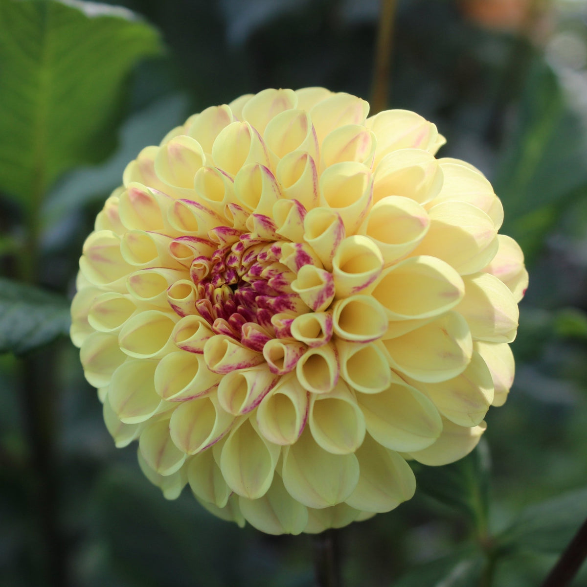 FC Spice - Freese Flower Farm