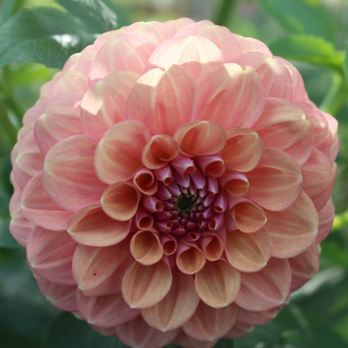 Devon Apollo - Freese Flower Farm