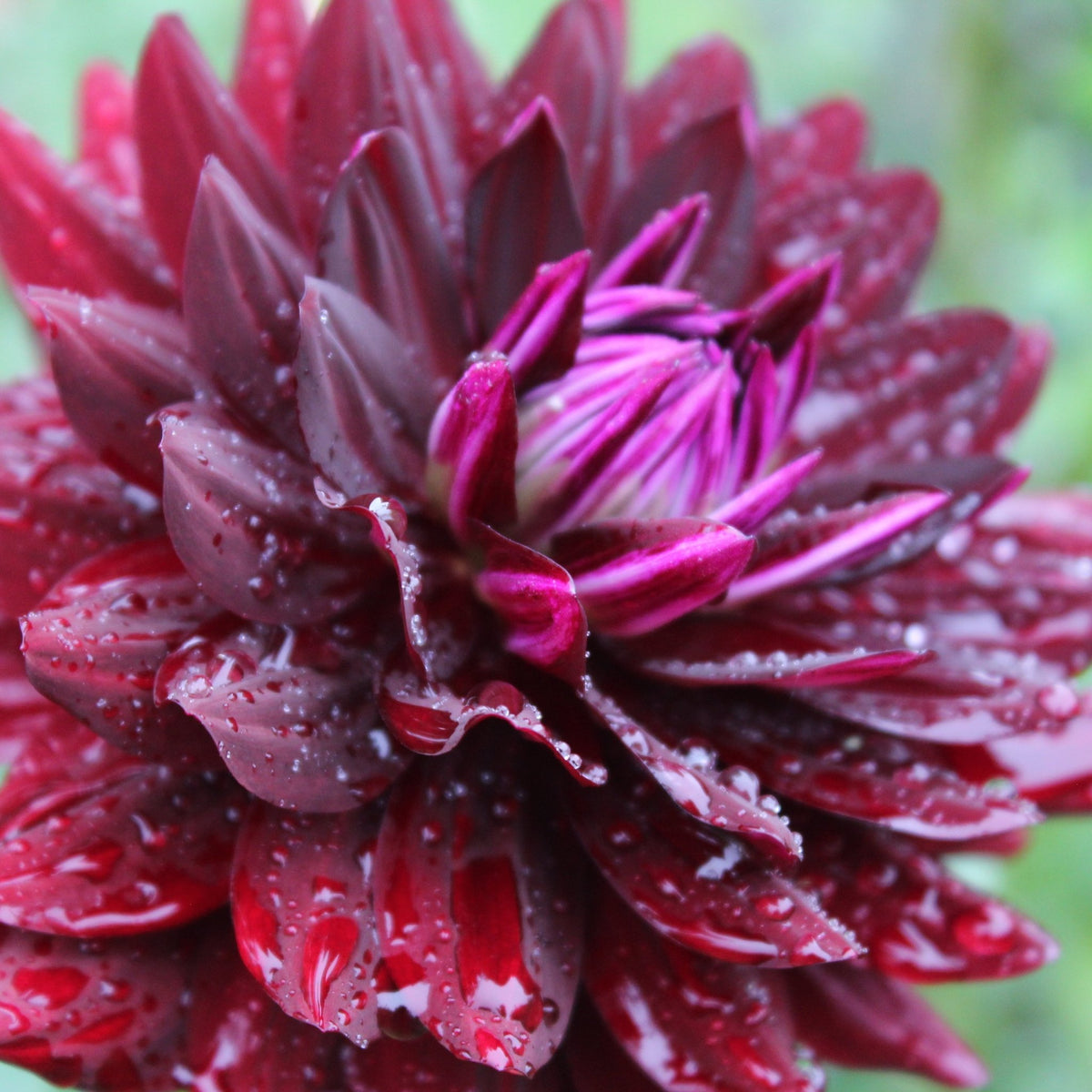 HH Black Beauty - Freese Flower Farm