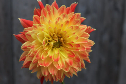 Procyon - Freese Flower Farm