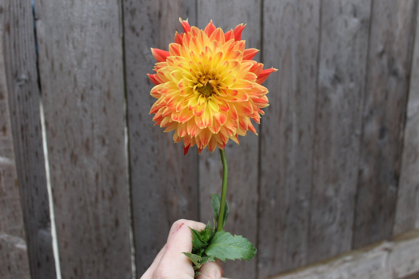 Procyon - Freese Flower Farm