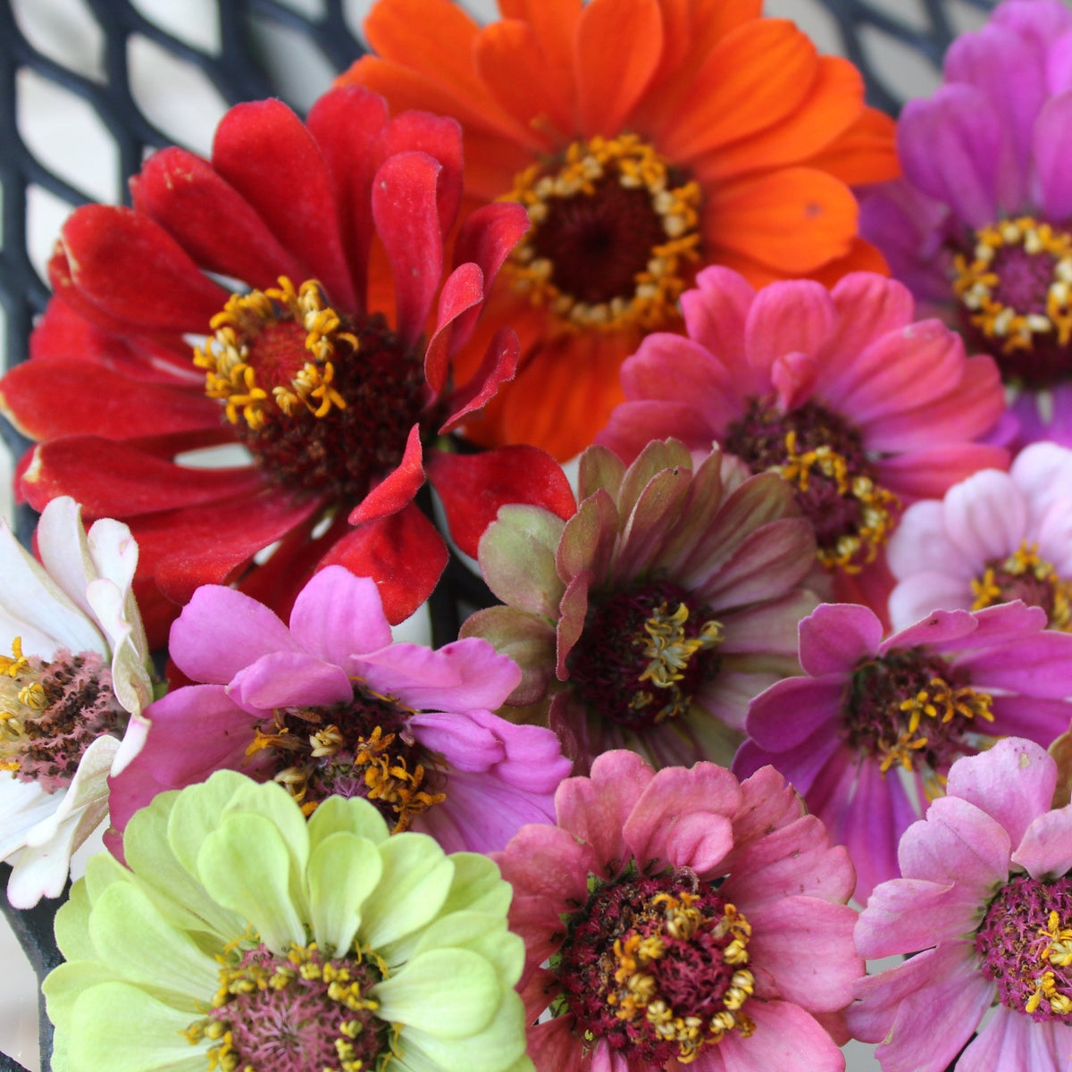 Zinnias, Pollinator Singles - Freese Flower Farm