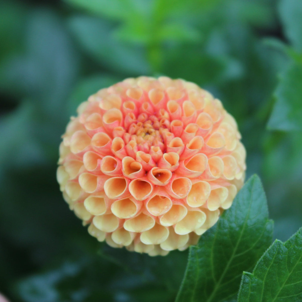 Tiny - Freese Flower Farm