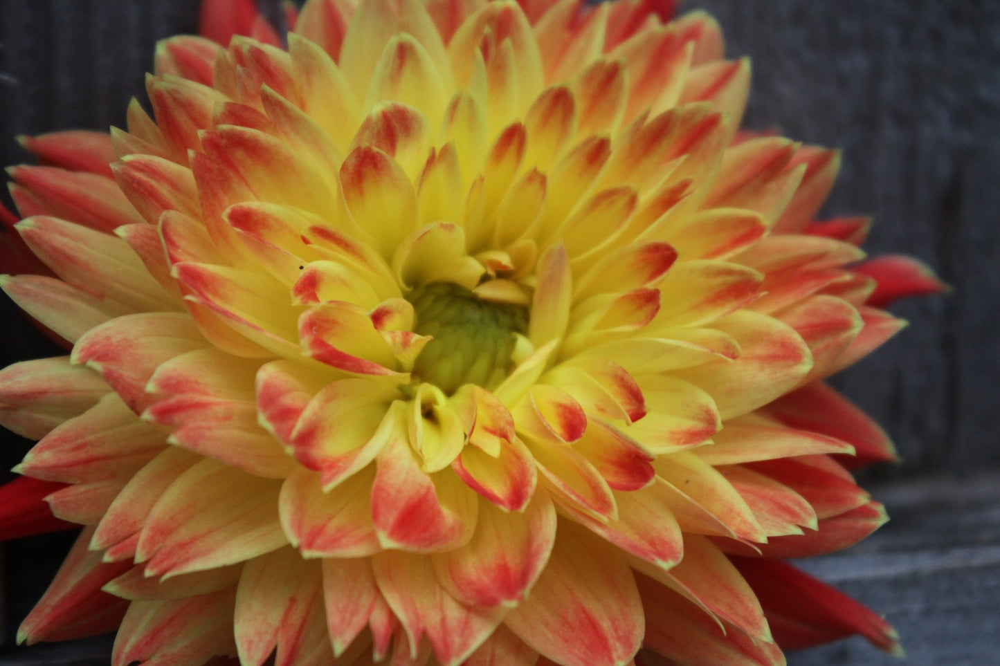 Procyon - Freese Flower Farm