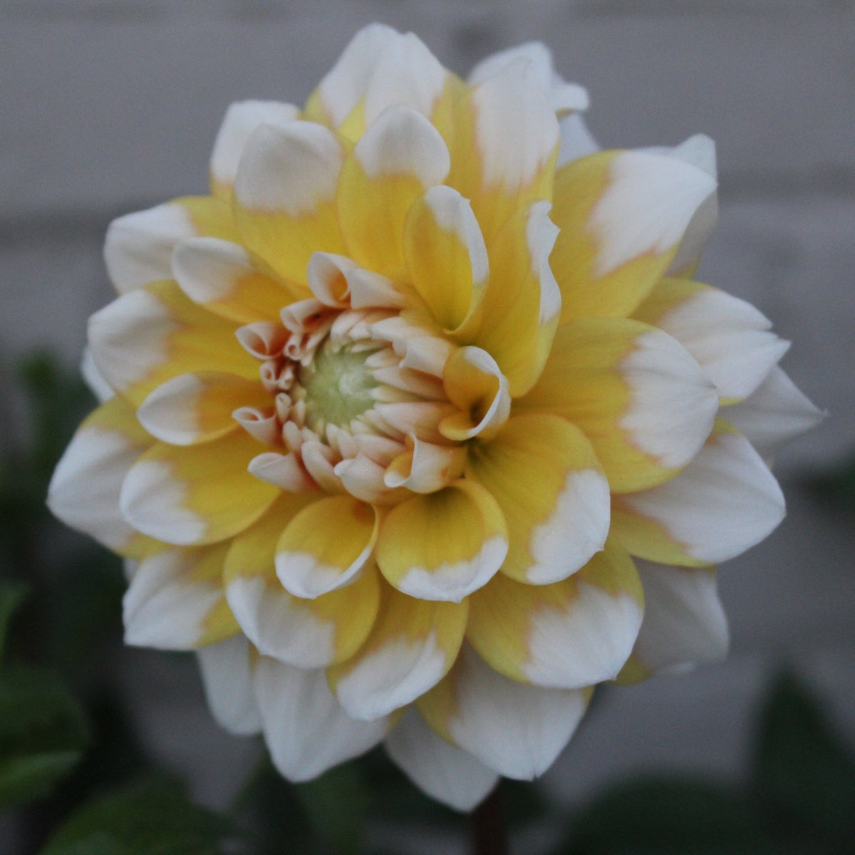 Seattle - Freese Flower Farm