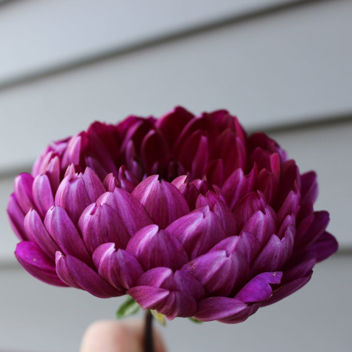 Sandia Regal - Freese Flower Farm