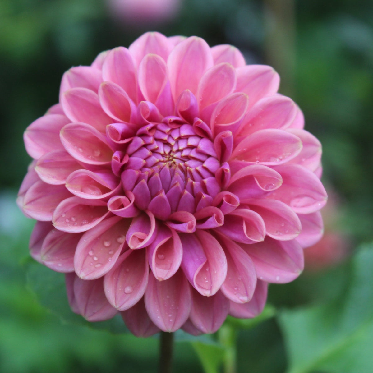 Winkie Truffle - Freese Flower Farm