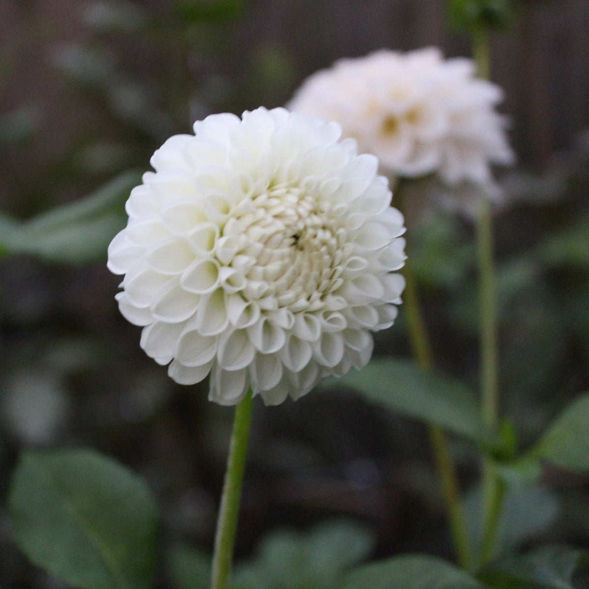 Hollyhill Miss White - Freese Flower Farm