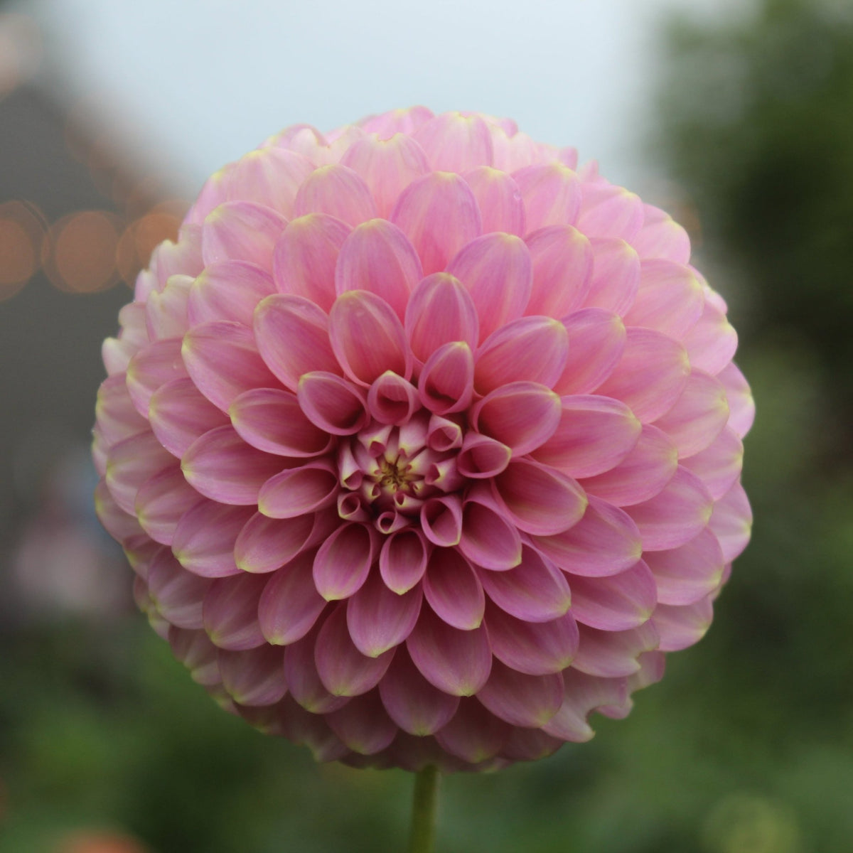 Florelie Oracle - Freese Flower Farm