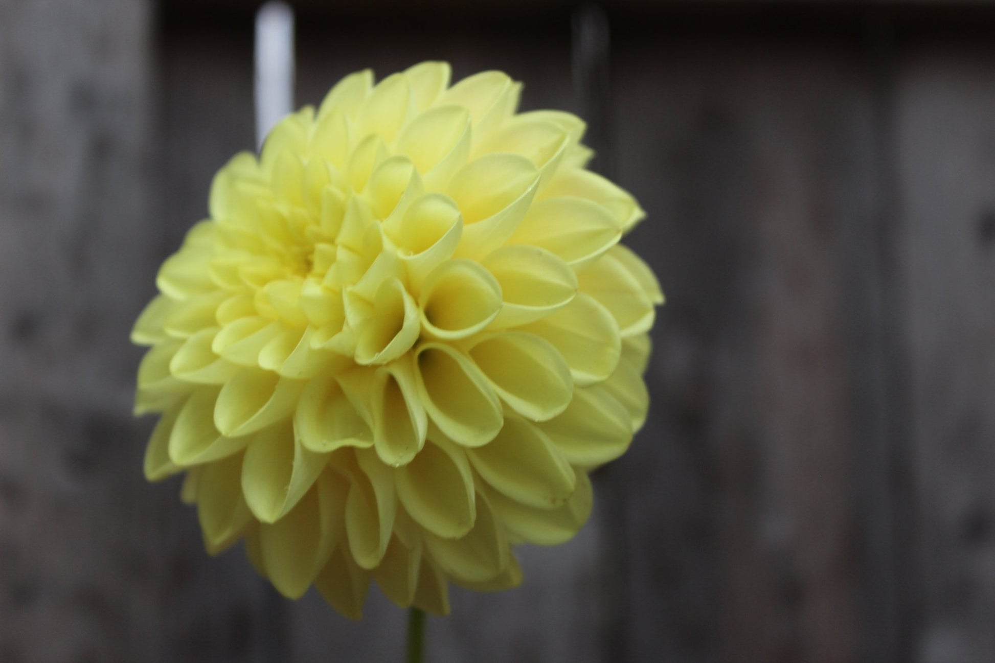 20th Ave. Gwen - Freese Flower Farm