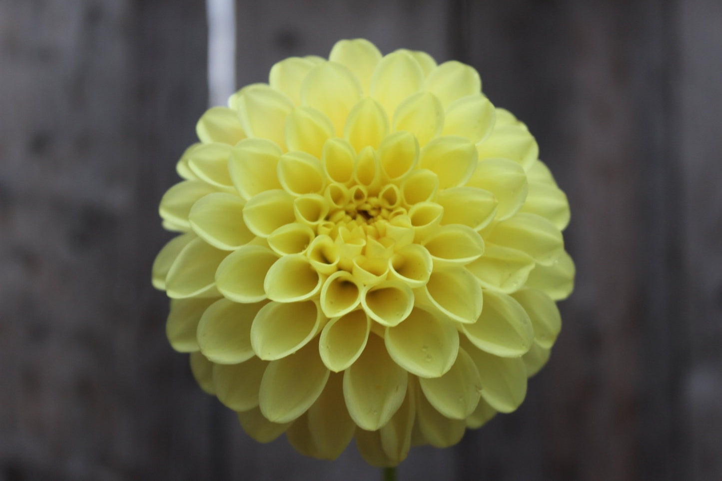 20th Ave. Gwen - Freese Flower Farm