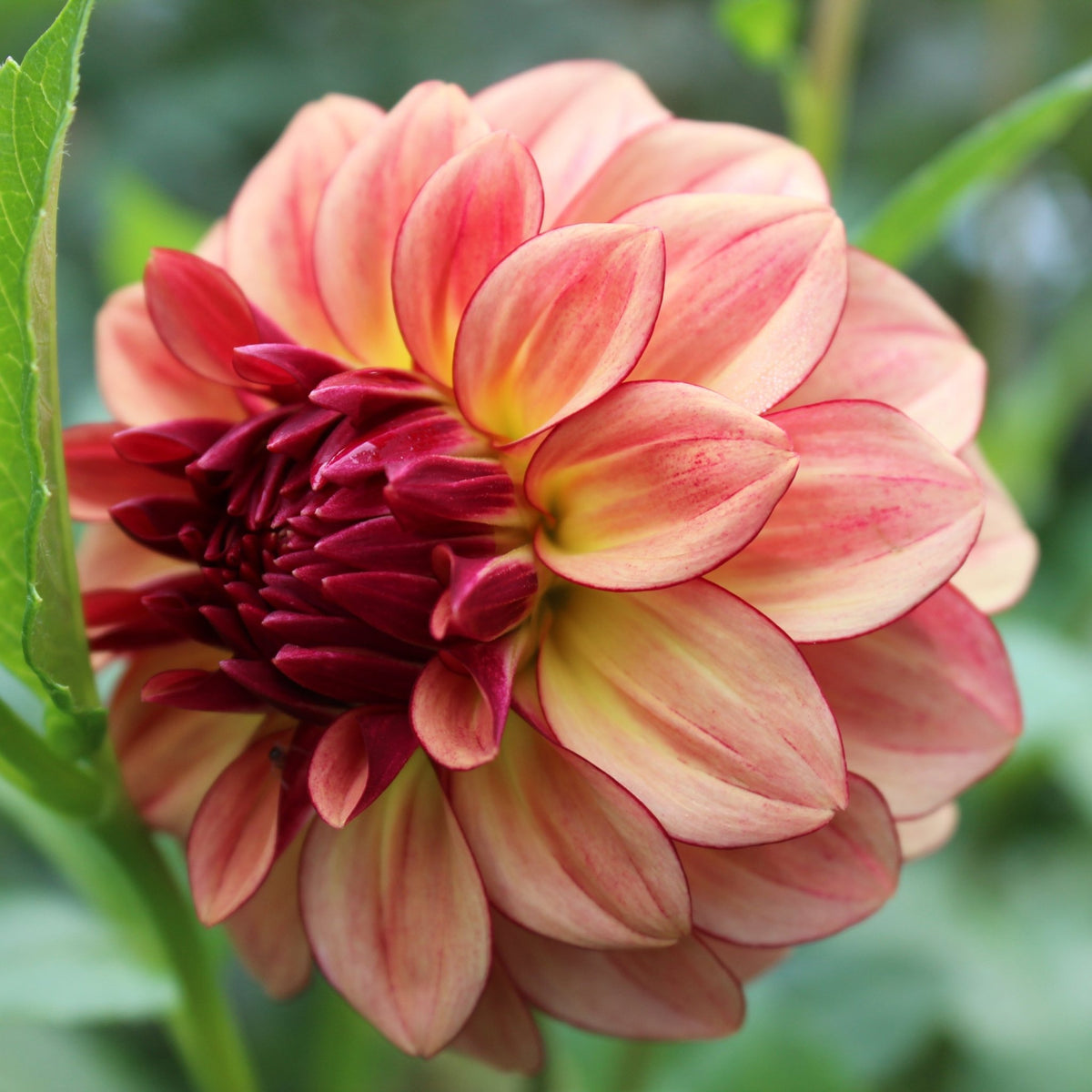 KA's® Mocha Katie - Freese Flower Farm