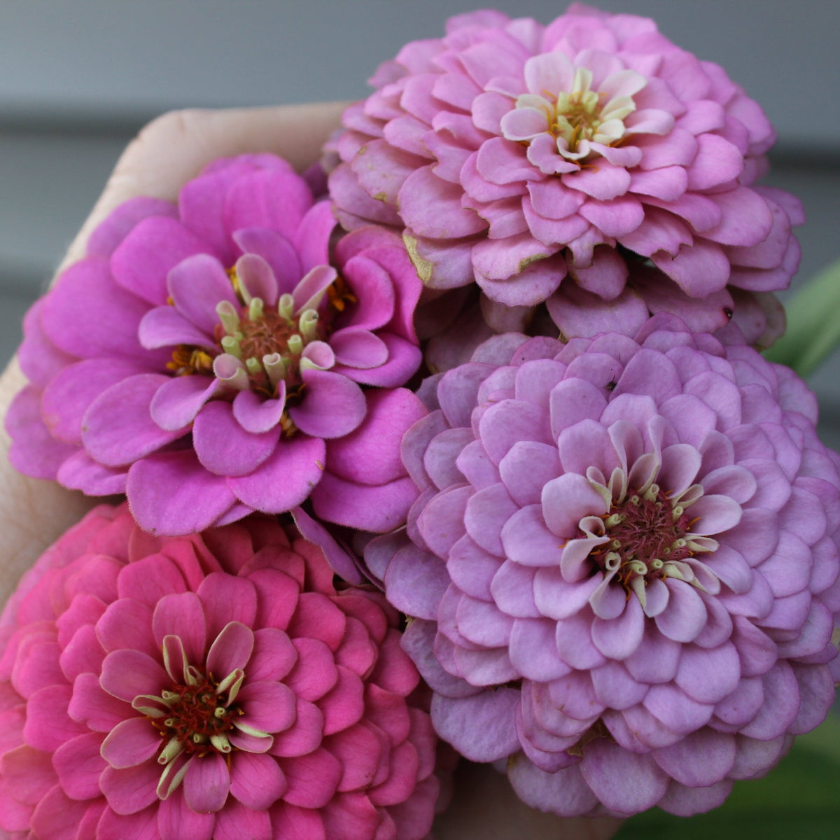 Zinnias, Pink Blend - Freese Flower Farm