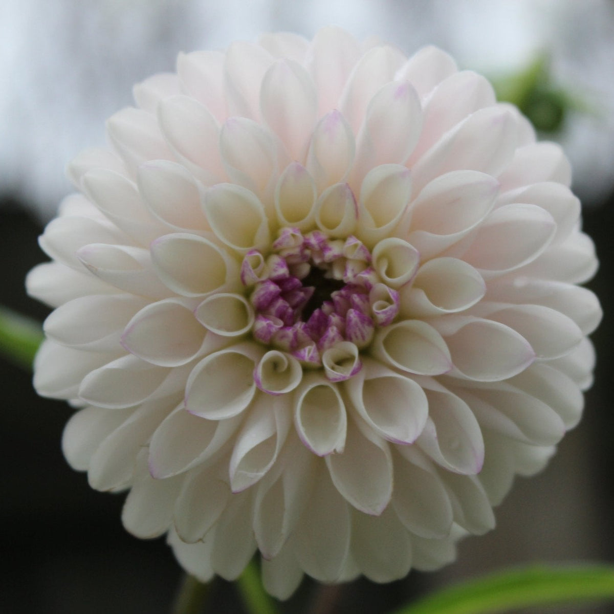 RM Valyrian - Freese Flower Farm