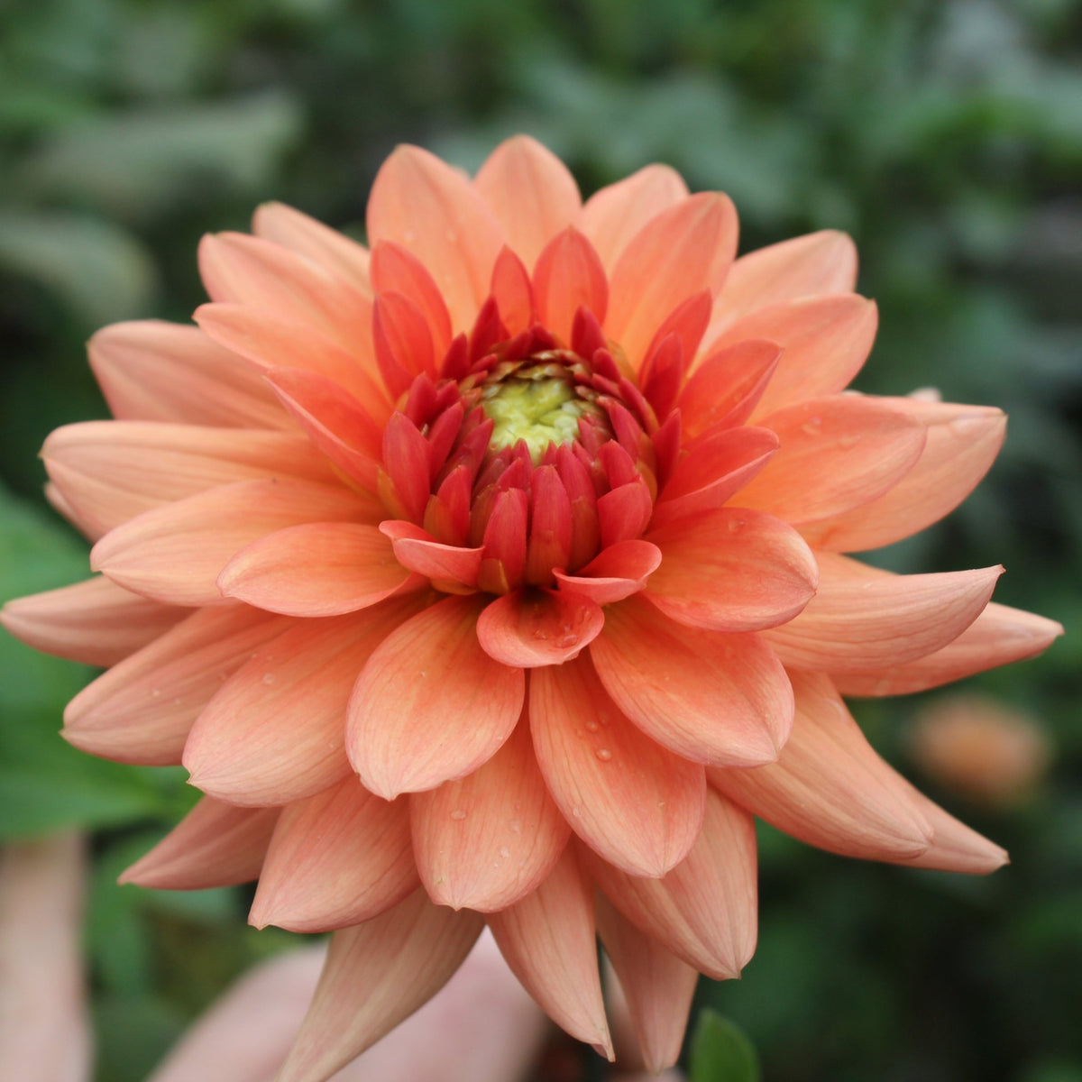 RM Electrical - Freese Flower Farm