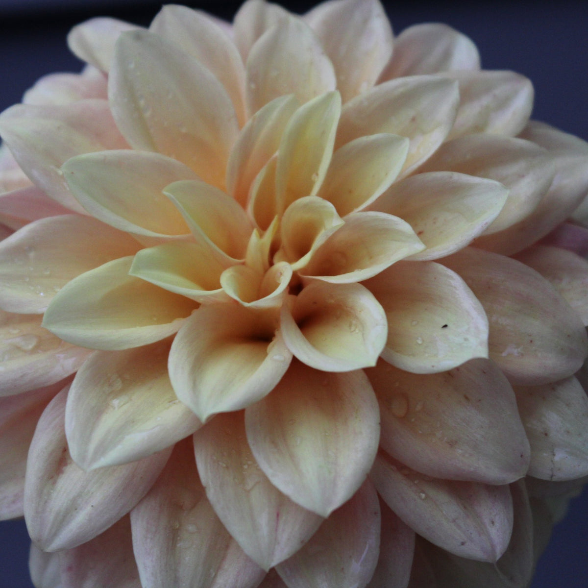 Lee's Tupelo - Freese Flower Farm