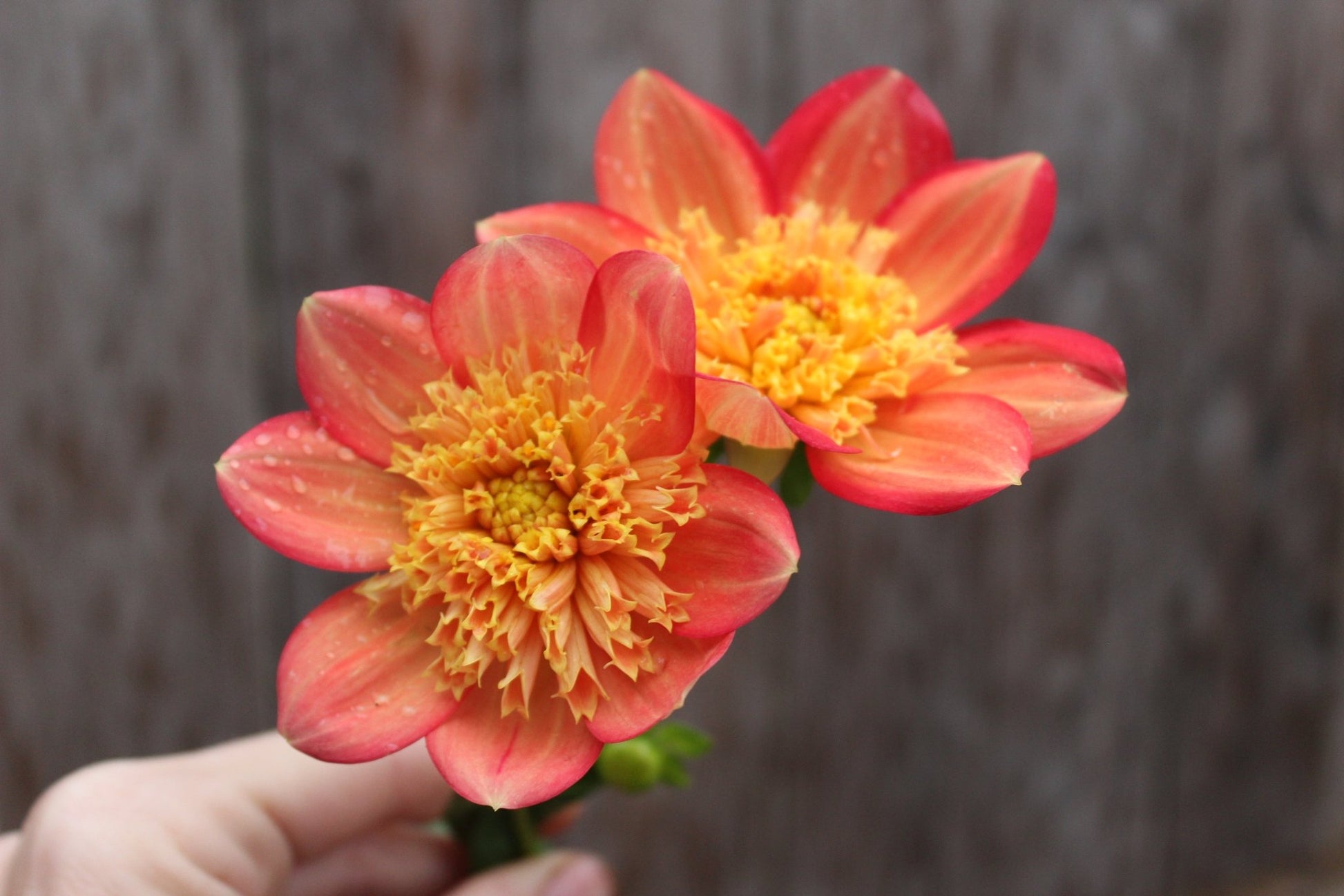 Sandia Bill J - Freese Flower Farm
