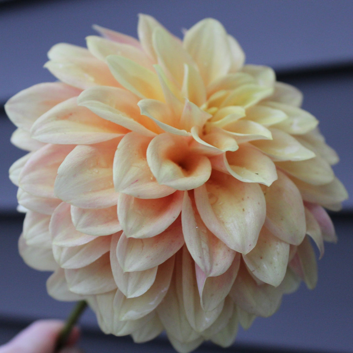 Lee's Tupelo - Freese Flower Farm
