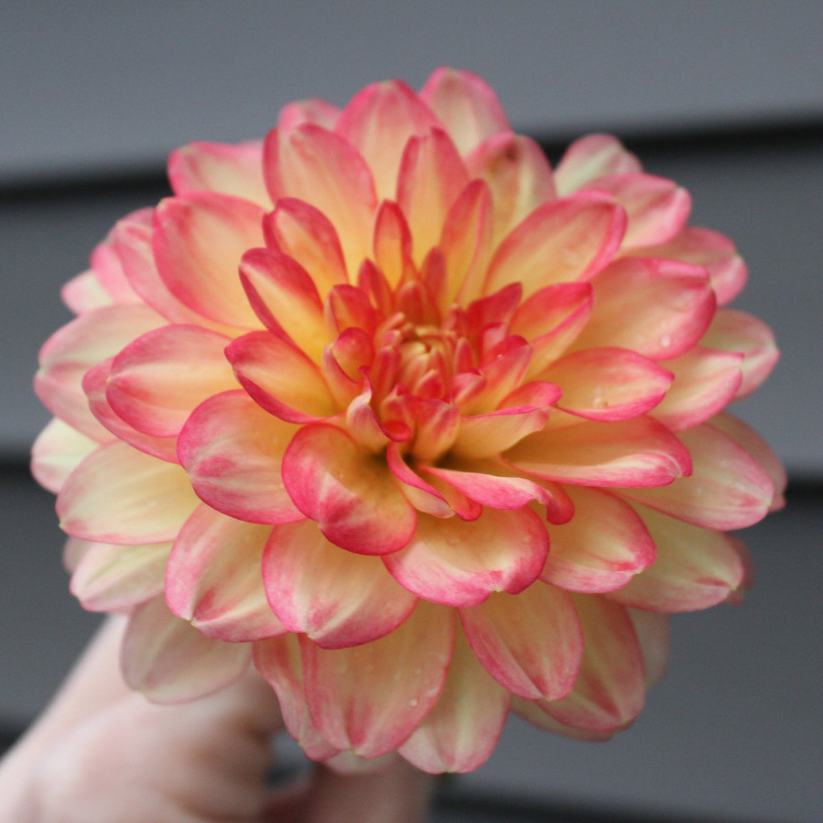 Croles - Freese Flower Farm
