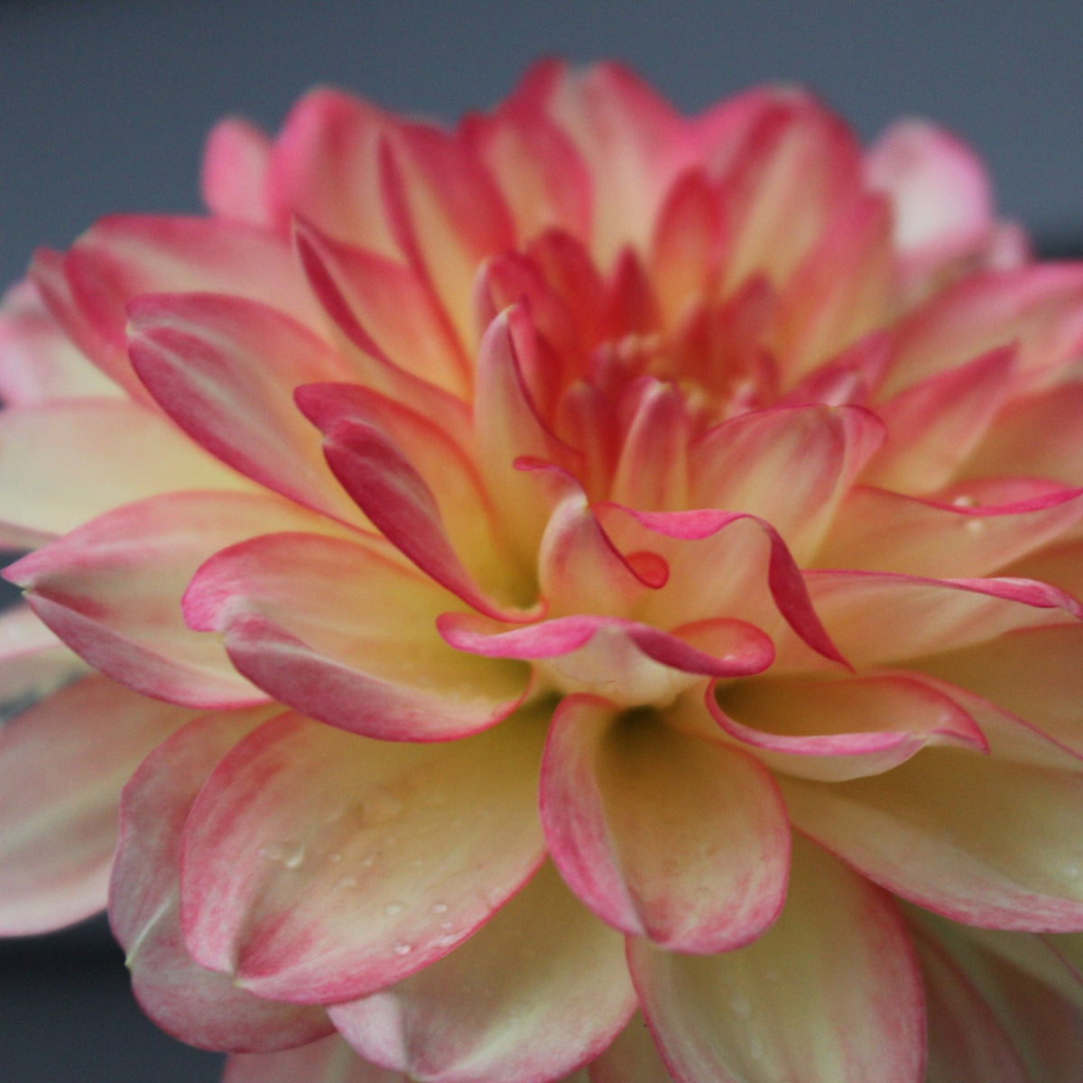 Croles - Freese Flower Farm